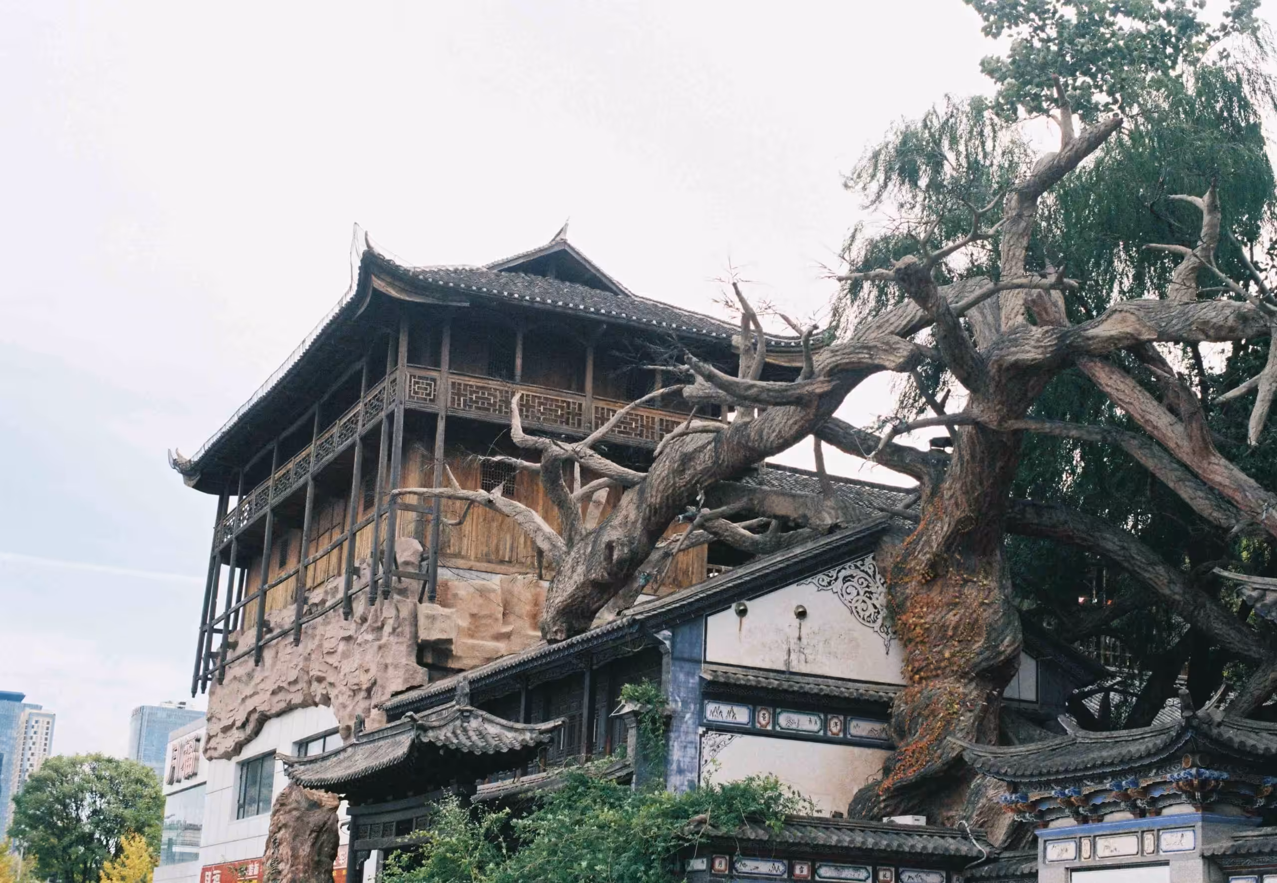 Fallen Tree Damage and Homeowners