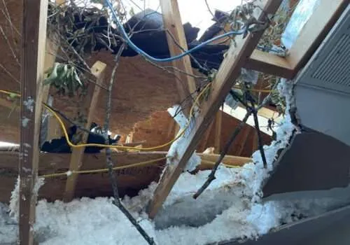 tree-falls-on-house-tree-roof-damage-roof-damage-from-tree-tree-damage-roof-insurance-tree-damage-to-roof-tree-falling-on-house-2-500x350